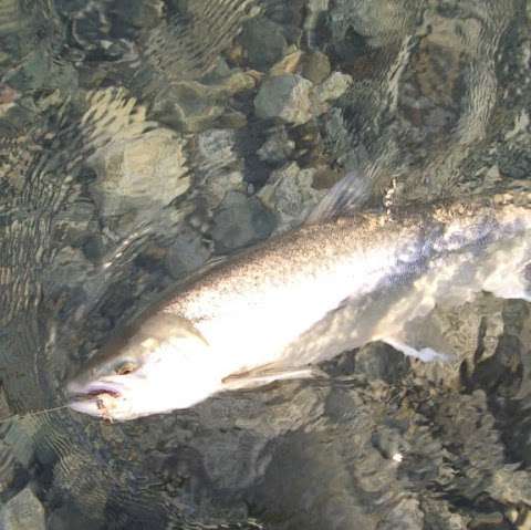 Cyberfly Fishing Products Cyberfly Fishing Products